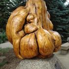 Burl tree stump